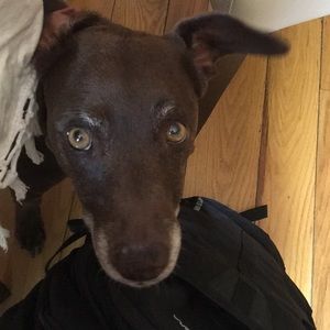 Meet your Posher, Izzy